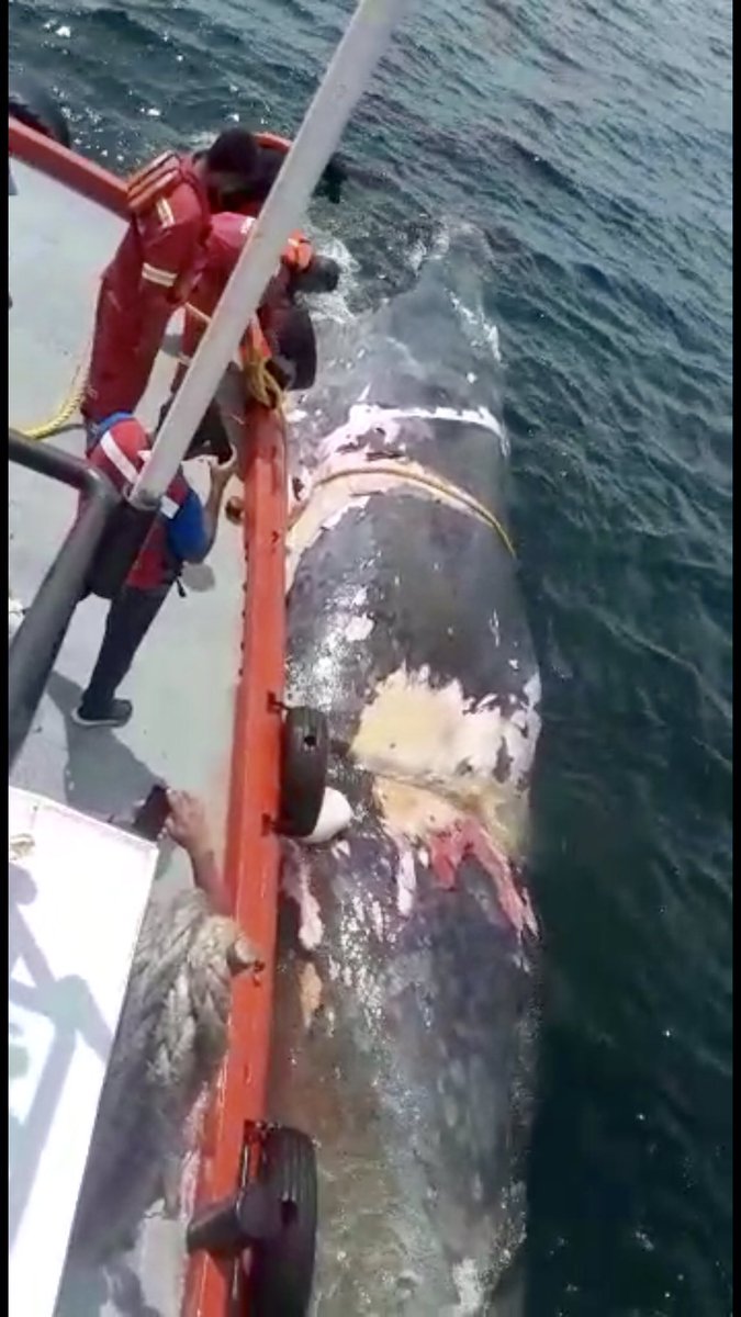 Barco arrastra cadáver de ballena hasta puerto en Manzanillo, Colima - ballena-barco-manzanillo-colima-puerto-4