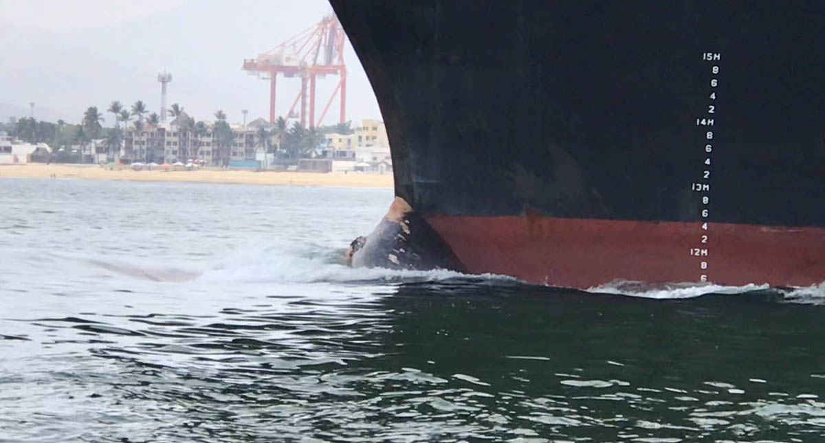 Barco arrastra cadáver de ballena hasta puerto en Manzanillo, Colima