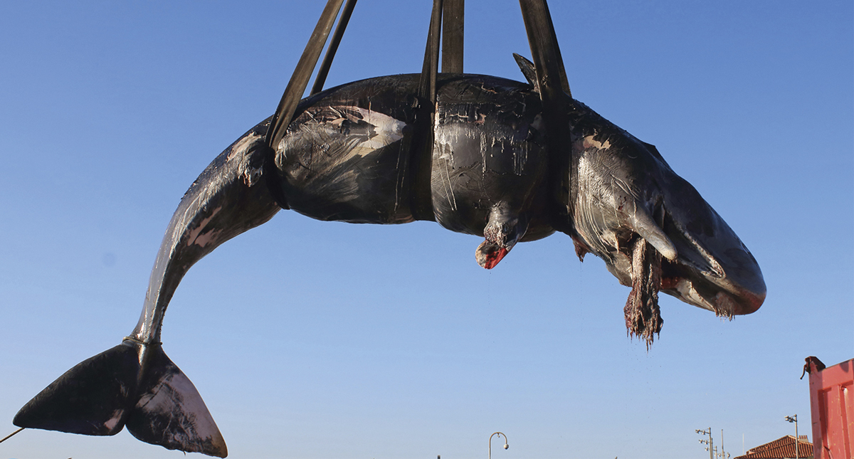 Encuentran cadáver de ballena con 22 kilos de plástico en el estómago