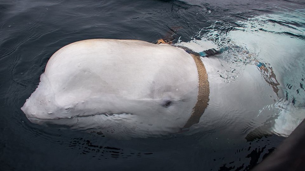 #Video Hallan a beluga supuestamente de la armada rusa