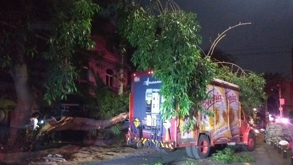 Camión de cerveza tira árbol en la Roma Norte