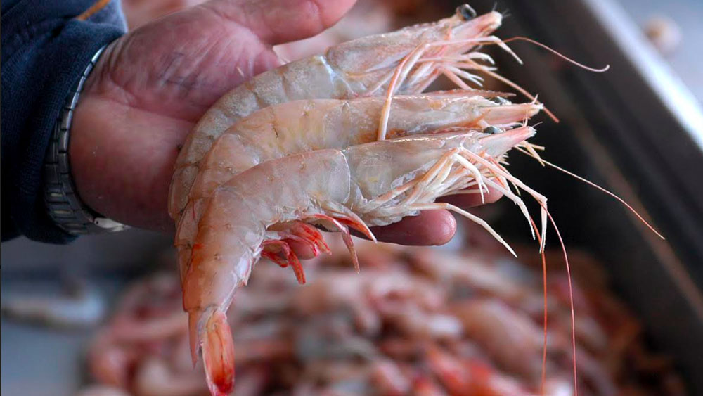 IMSS recomienda tomar precauciones al consumir pescados y mariscos