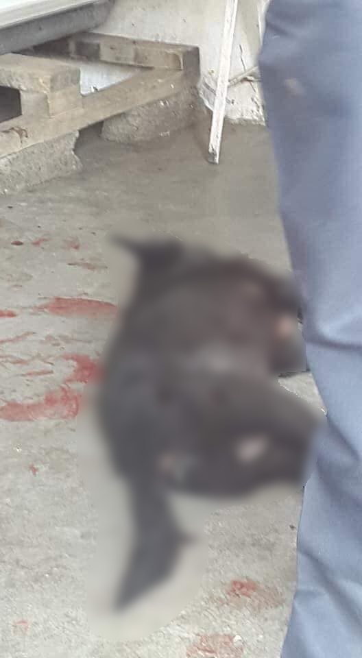 Denuncian a carnicero que presuntamente mató a perro en Chalco - carniceria-perro-chalco-2