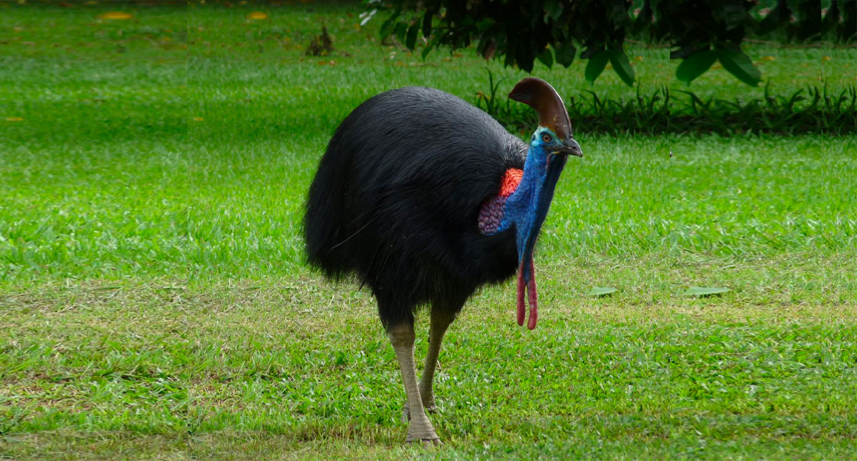 Ave exótica mata a su dueño en Florida