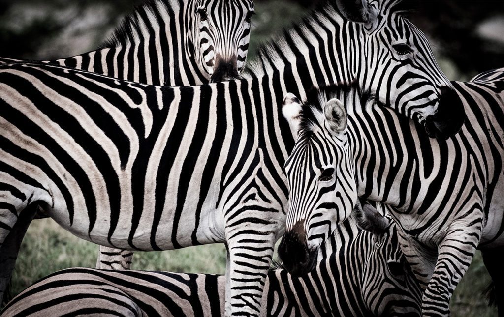 Un recorrido por África - cebras