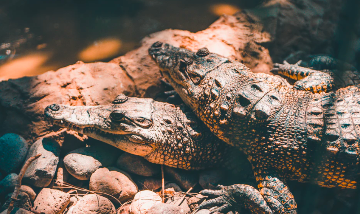 Hombre pierde una pierna tras ataque de cocodrilo en la playa