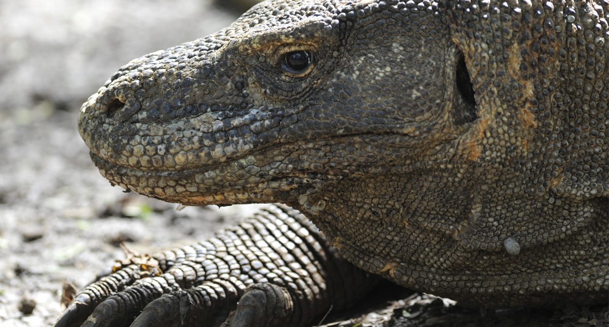 Prohibirían visitas a la isla de Komodo para evitar robo de dragones - dragon-de-komodo-en-indonesia