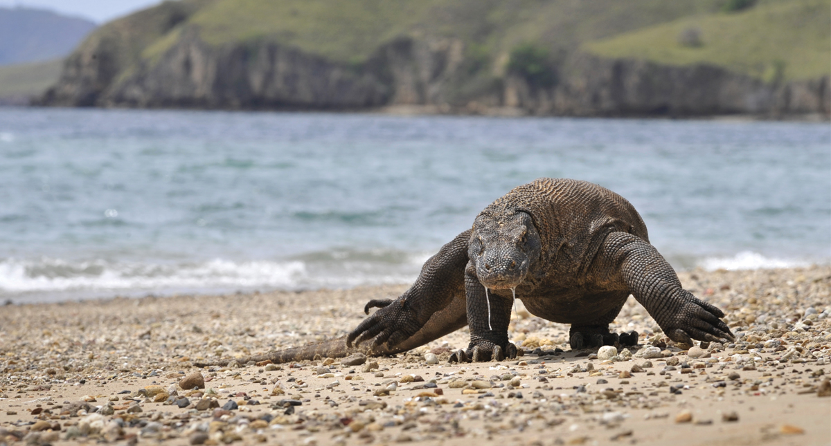 Prohibirían visitas a la isla de Komodo para evitar robo de dragones