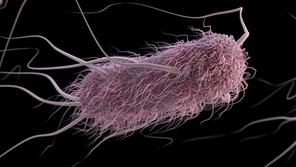 EE.UU. reporta brote bacteriano en cinco estados con 72 personas afectadas