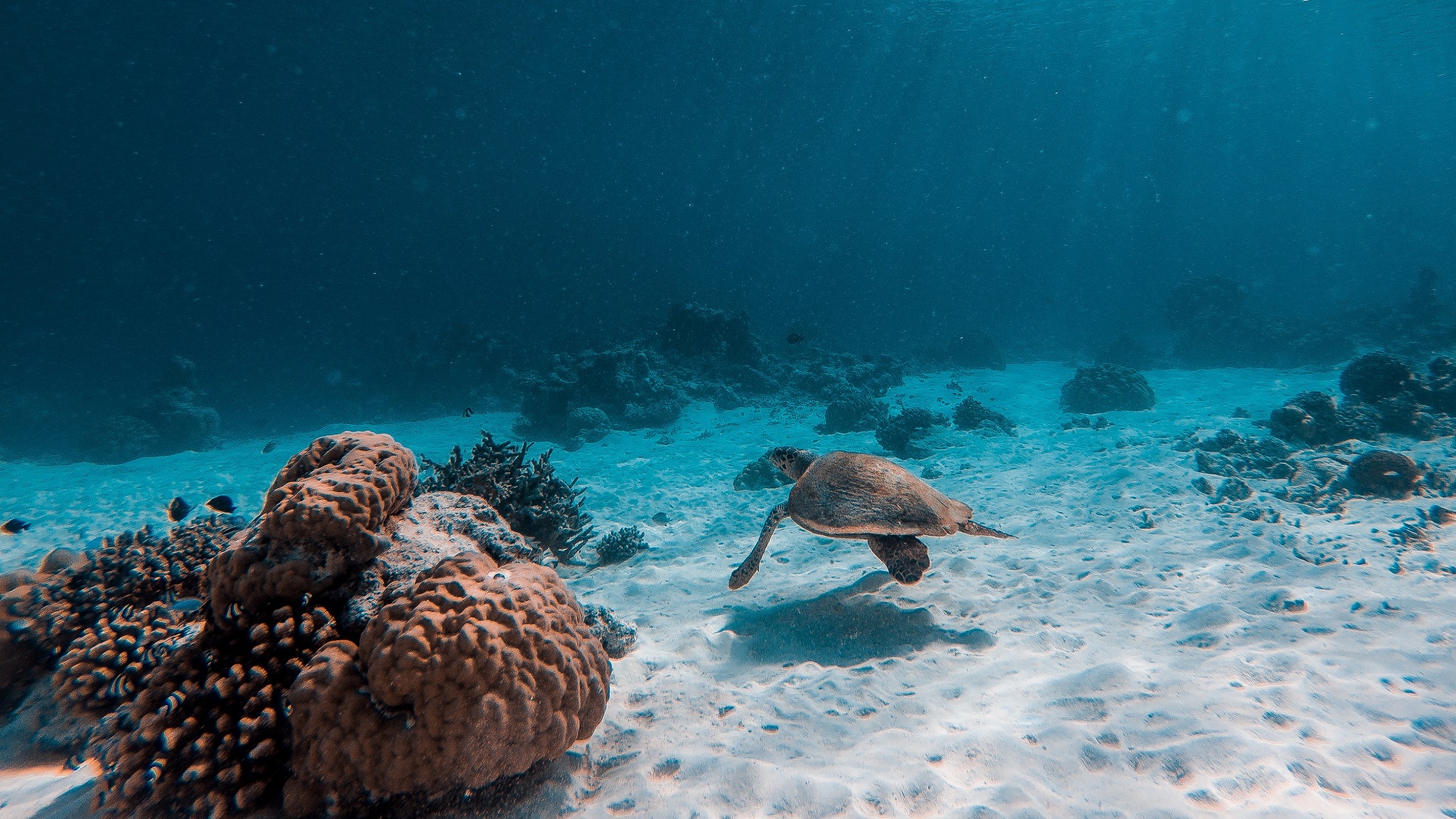 Un millón de especies correrán peligro de extinción pronto: ONU