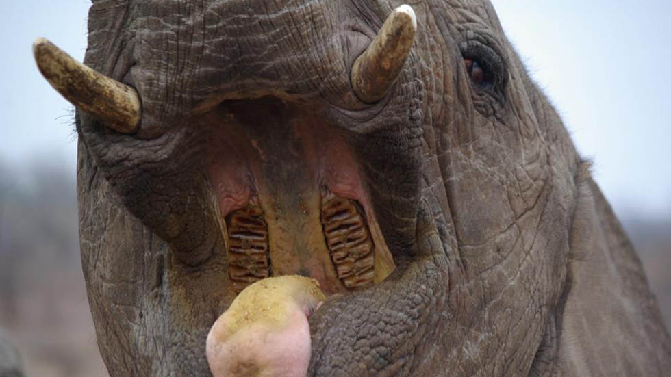 Elefante mata a cazador furtivo y leones se lo comen - elefante-del-parque-nacional-kruger