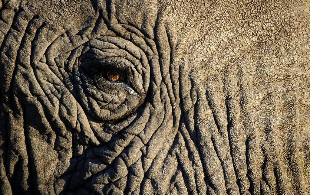 Un recorrido por África - elefantes-3