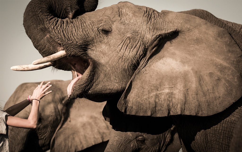 Un recorrido por África - elefantes