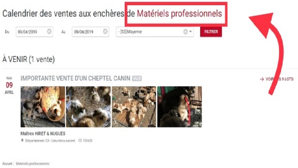 Indigna subasta de 300 perros en Francia - en-el-sitio-web-donde-se-promueven-los-animales-son-clasificados-como-equipo-profesional