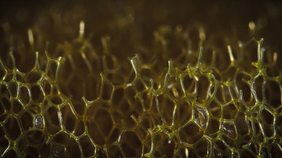 #RetoViral Adivine los objetos detrás de las fotografías - esponja-para-lavar-trastes