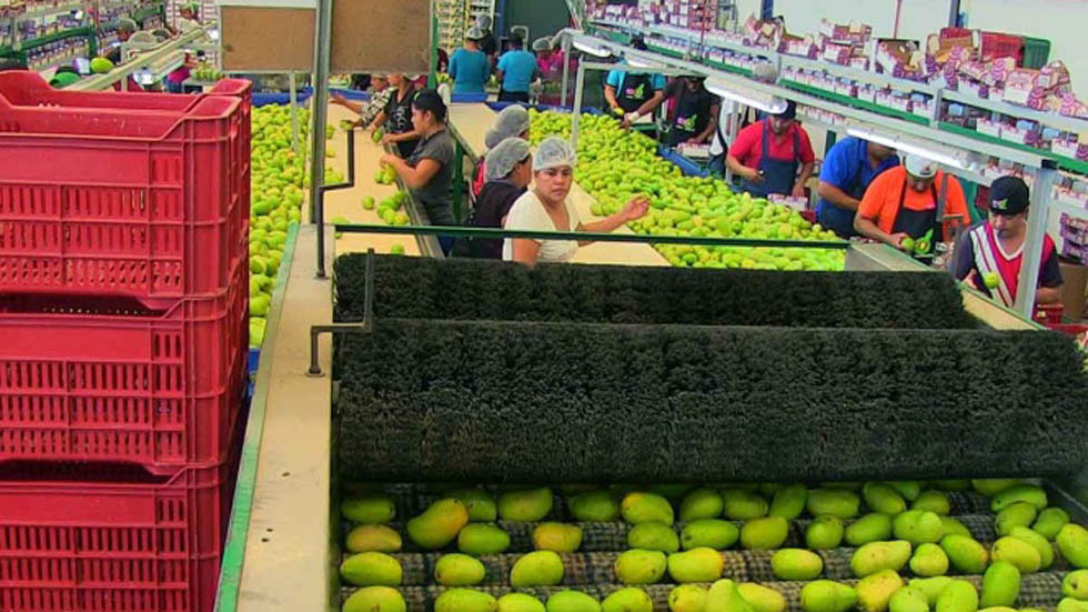 Productores de mango de Oaxaca pierden millones por cierre de garitas