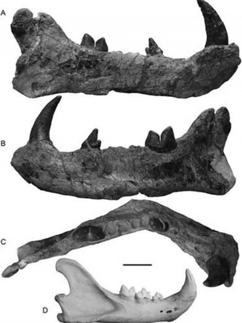 Descubren restos de uno de los mayores mamíferos terrestres en Kenia - fosil-gran-leon-africano