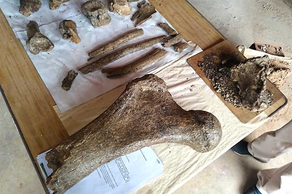 Hallan fósiles de elefantes prehistóricos en los Andes de Perú - fosiles-elefantes-andes