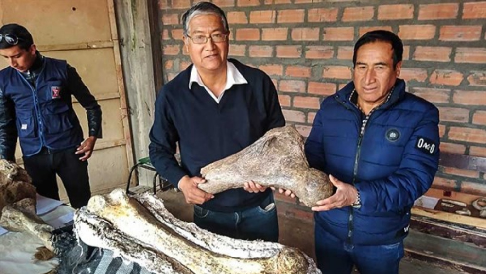 Hallan fósiles de elefantes prehistóricos en los Andes de Perú
