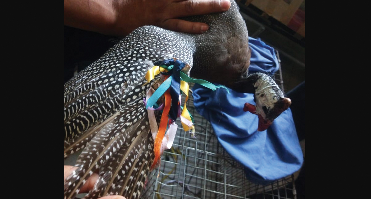 Rescatan a gallina de Guinea en una jardinera en Azcapotzalco - gallina-de-guinea