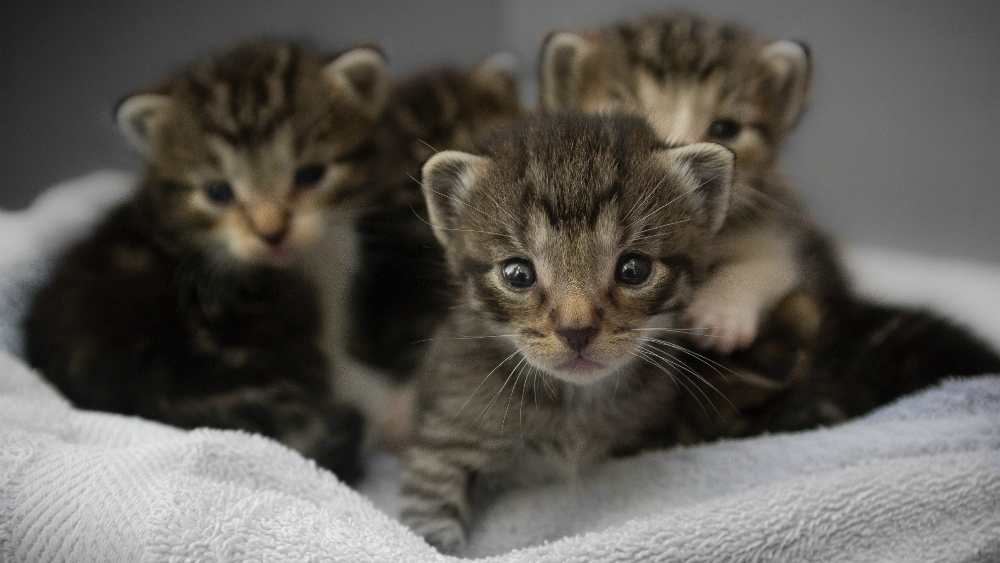 Departamento de Agricultura de EE.UU. ya no usará gatos en investigaciones