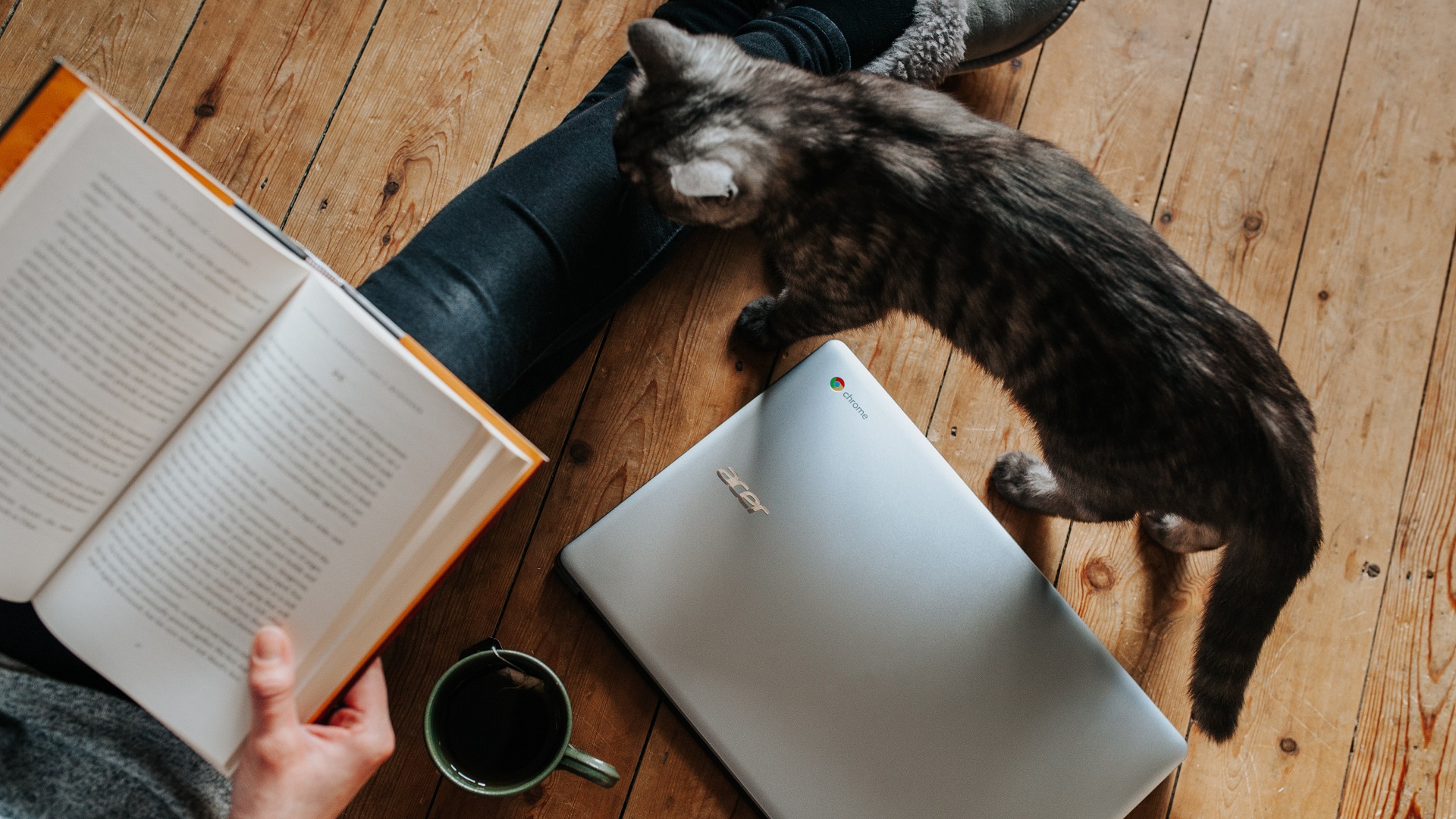 Estudio revela que gatos son capaces de reconocer sus nombres - gato-con-su-duena