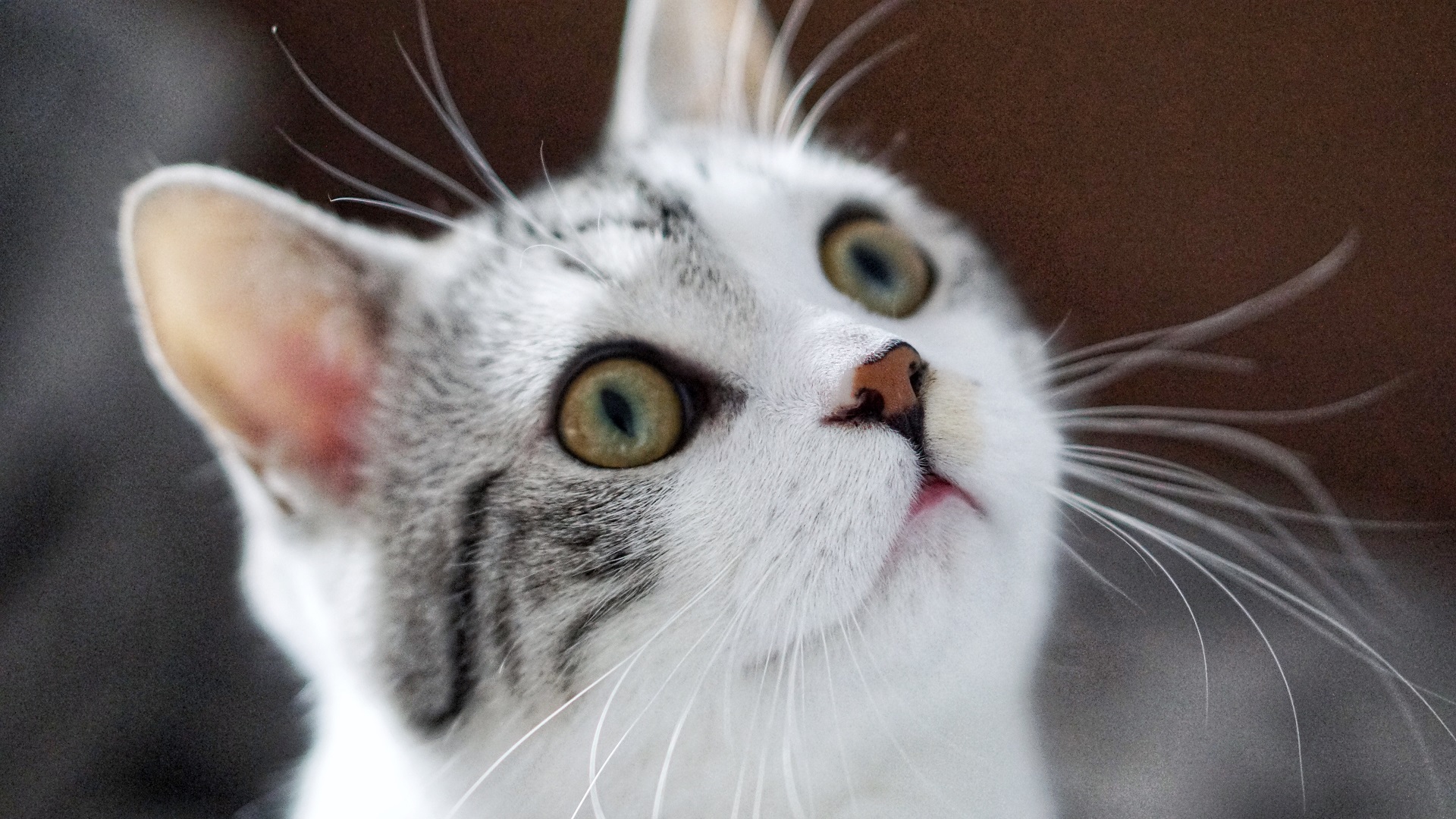 Estudio revela que gatos son capaces de reconocer sus nombres - gato