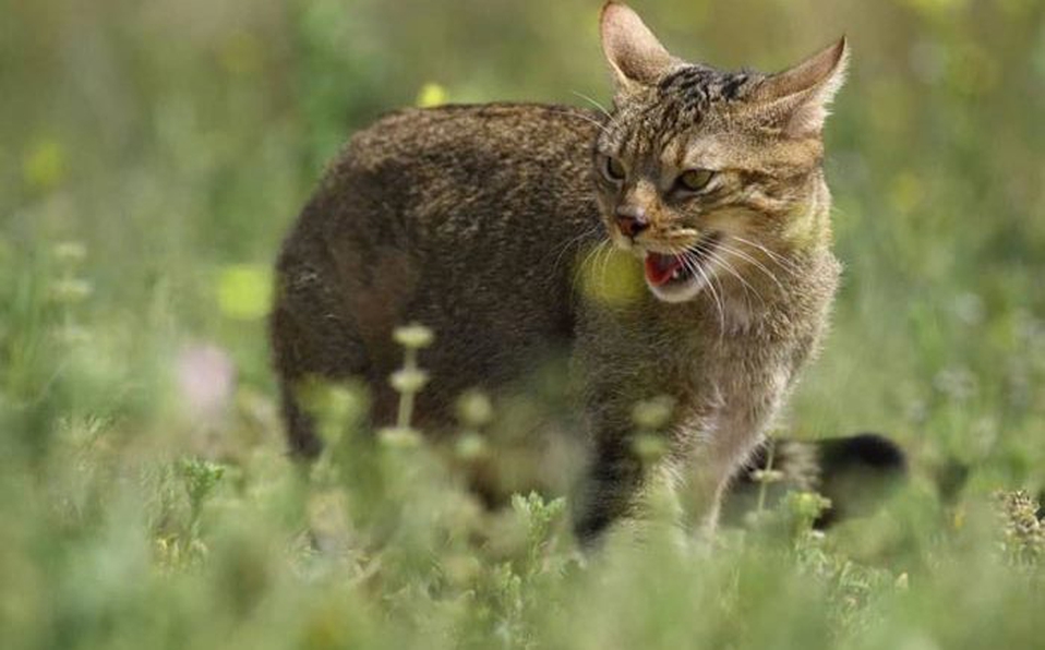 La razón por la que Australia matará a dos millones de gatos - gatos-salvajes-australia-2