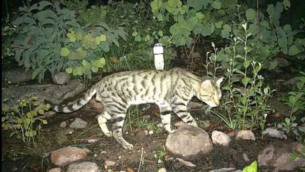 La razón por la que Australia matará a dos millones de gatos