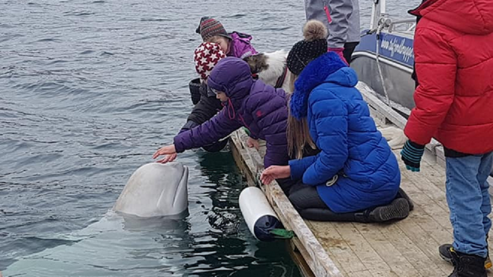 #Video Hallan a beluga supuestamente de la armada rusa - gente-jugando-con-la-ballena