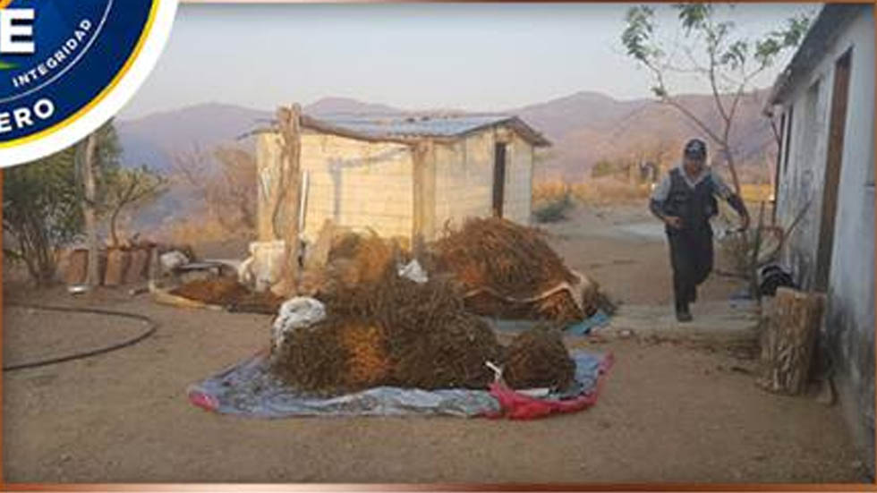 Aseguran 200 kilogramos de mariguana en Copalillo, Guerrero