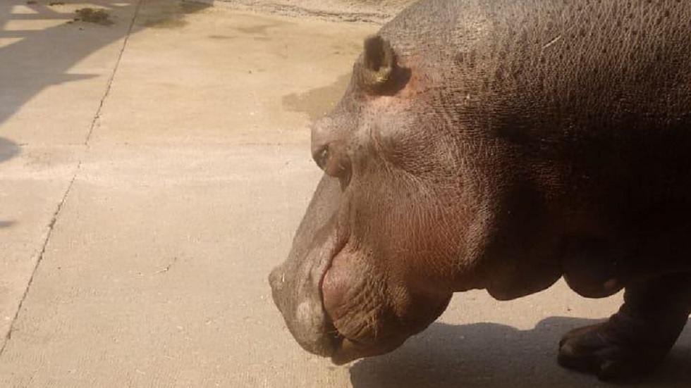 Muere hipopótama del Zoológico de San Juan de Aragón