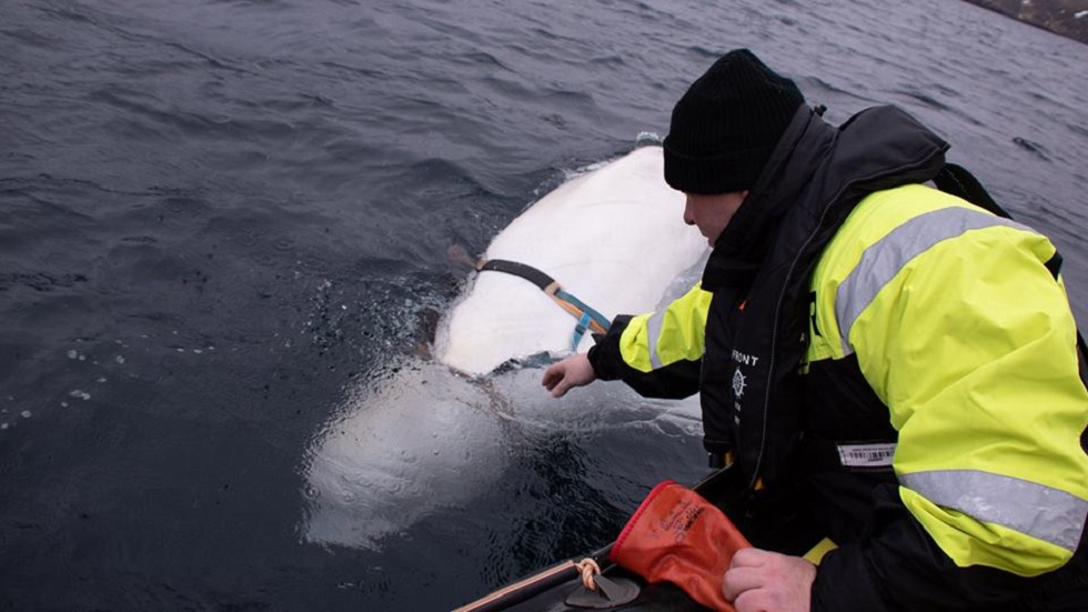 #Video Hallan a beluga supuestamente de la armada rusa - hombre-quitando-arnes-a-beluga