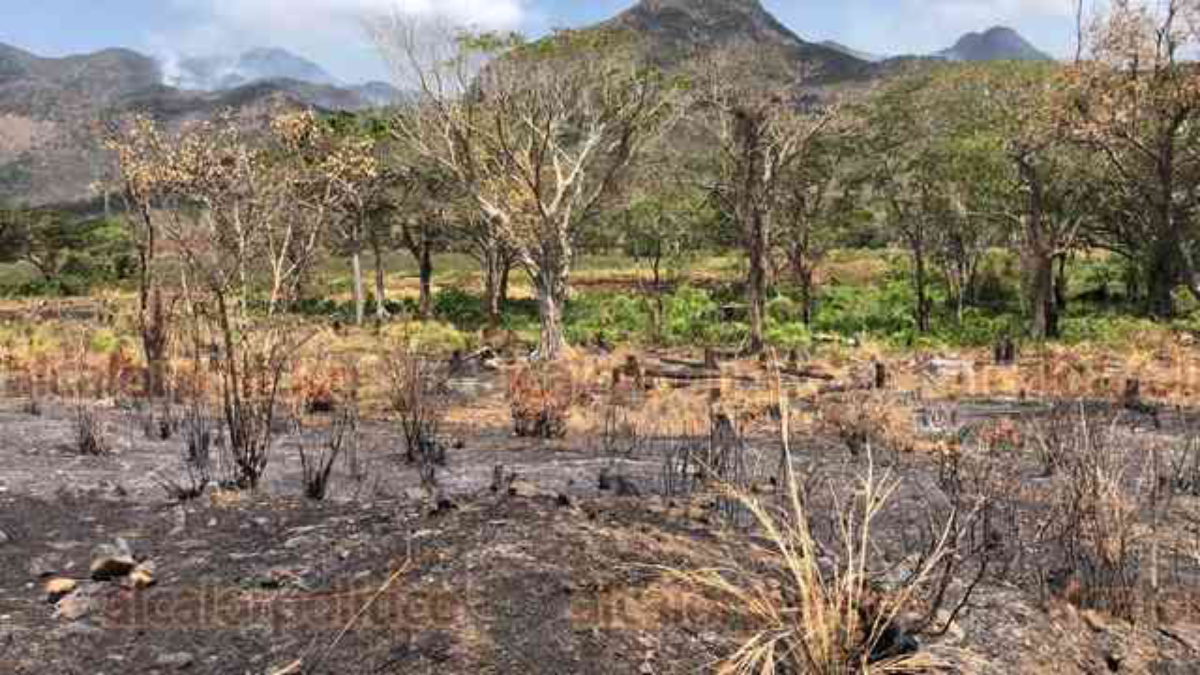 Incendio forestal alcanza 800 hectáreas en Veracruz
