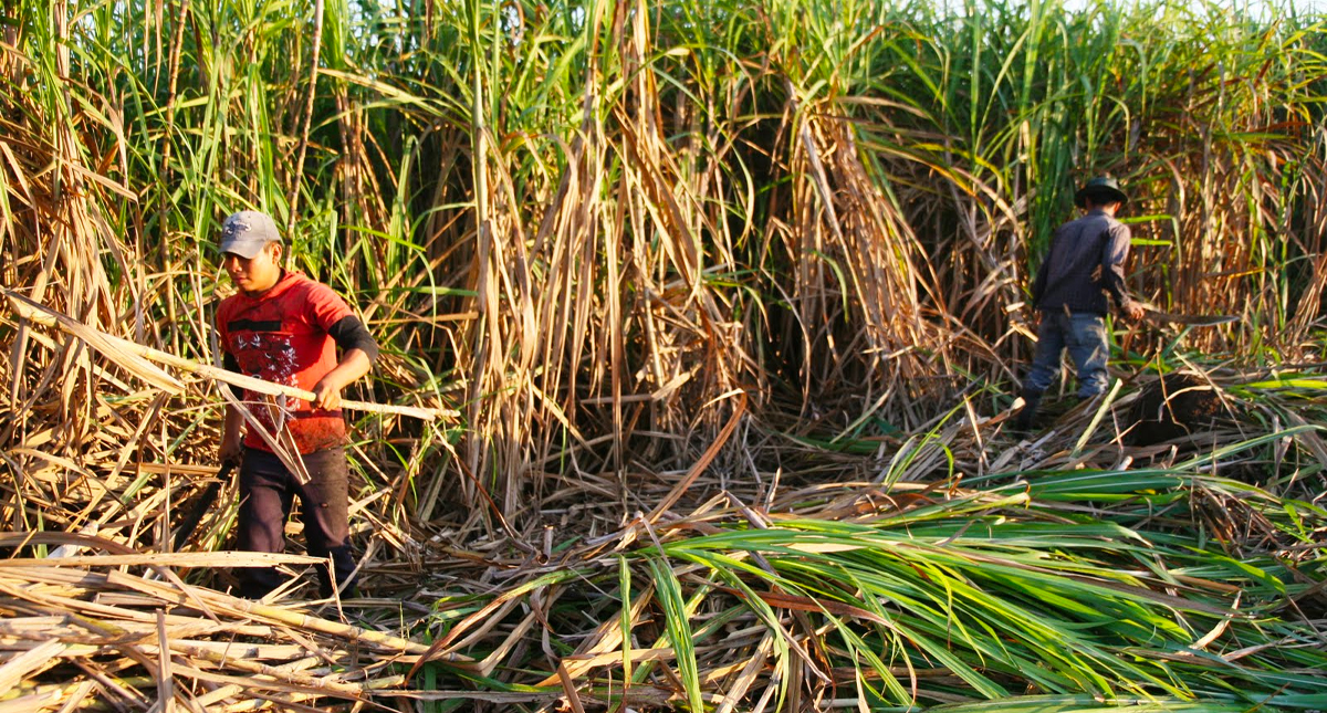 Industria azucarera en crisis por bloqueo de ingenios