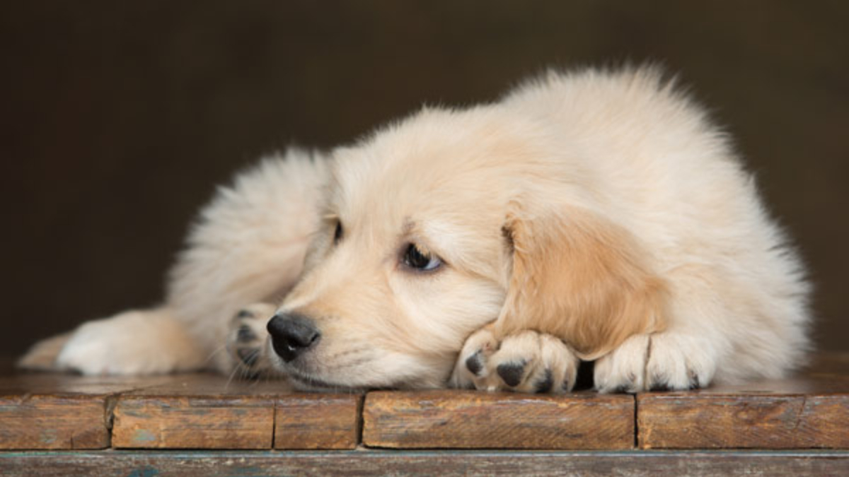 Perros podrían ser el origen de la nueva influenza