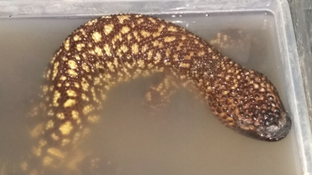 Profepa asegura lagarto en paquetería de central camionera en Jalisco