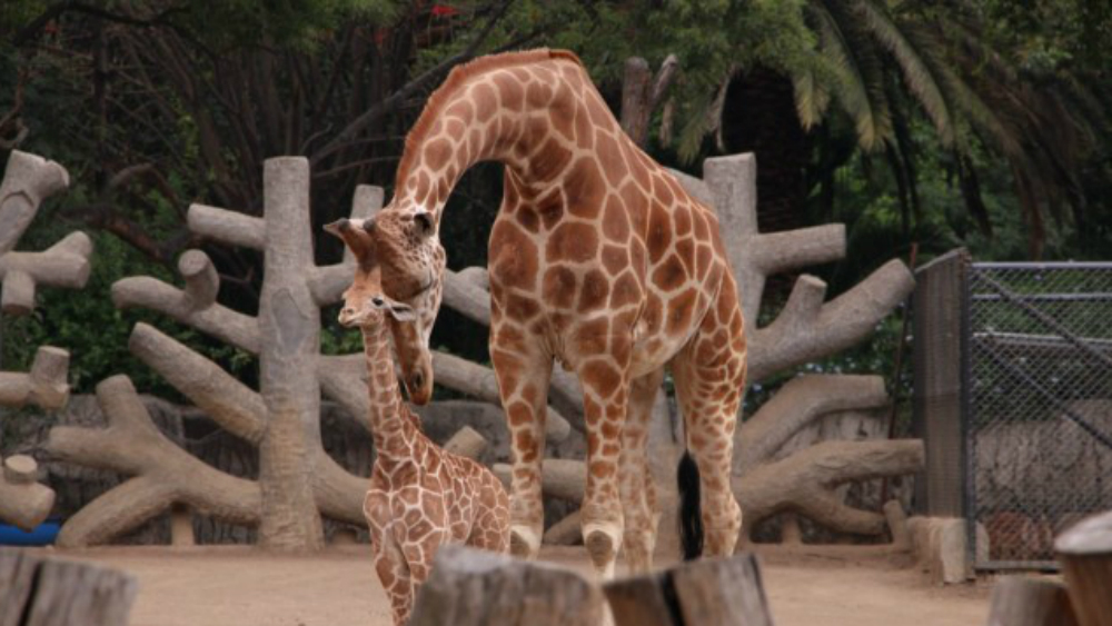 Nombran Jira-fifí-ta a jirafa bebé de Chapultepec