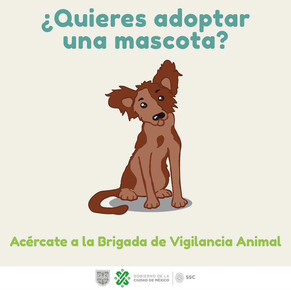 Brigada de Vigilancia de la CDMX acumula 147 rescates animales - la-brigada-de-vigilancia-animal-se-encuentra-en-periferico-oriente-casi-esquina-con-canal-de-chalco-xochimilco