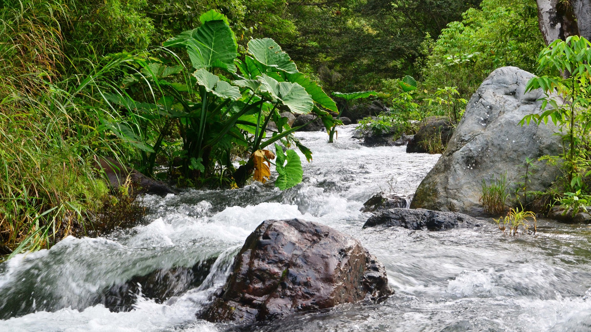Áreas naturales de Chiapas y BCS tendrán nuevas medidas de protección - la-frailescana