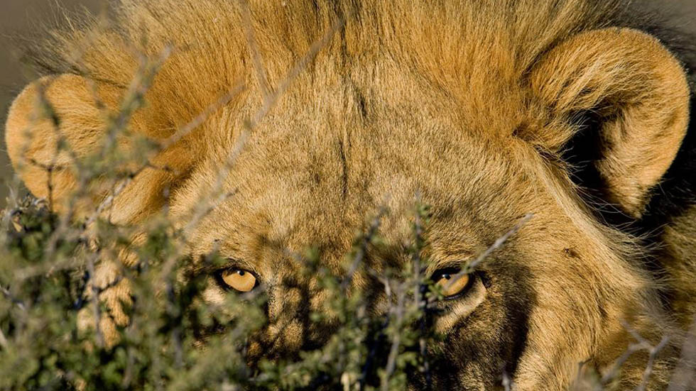 Elefante mata a cazador furtivo y leones se lo comen