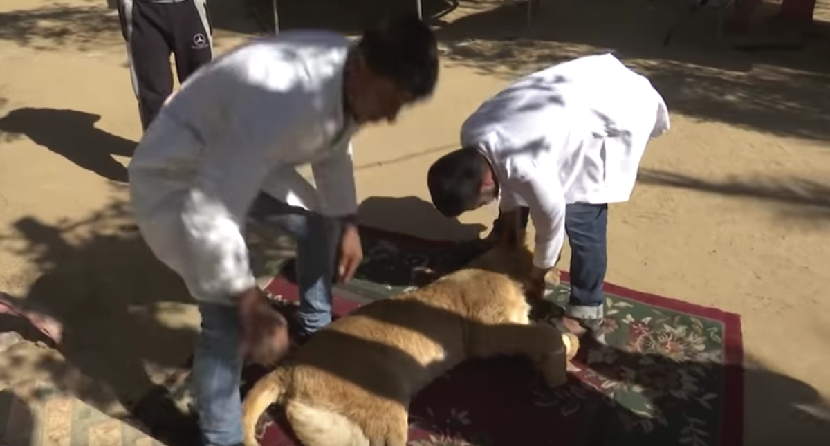 #Video Extirpan garras a leona para que pueda jugar con niños en Gaza