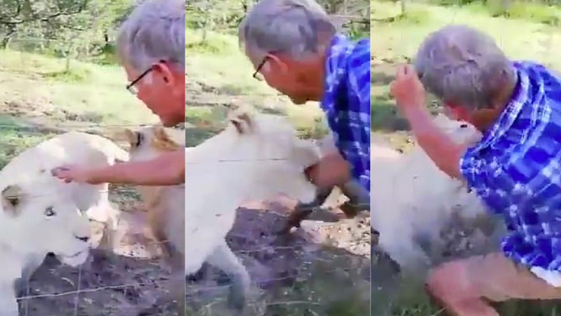 #Video Leona muerde brazo a hombre en reserva de Sudáfrica