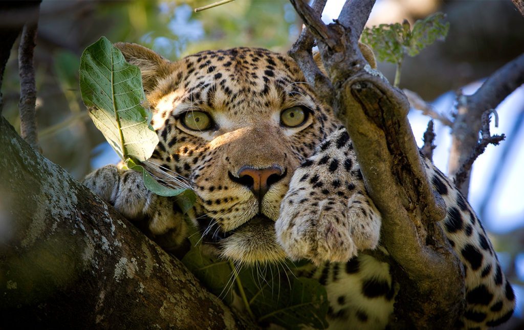 Un recorrido por África - leopardo