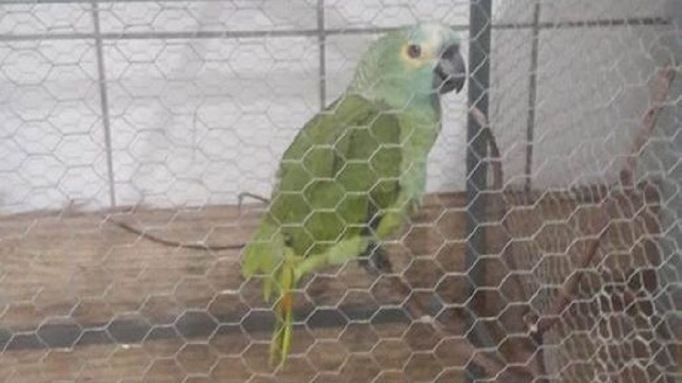 Aseguran a loro que alertaba a narcotraficantes de la policía
