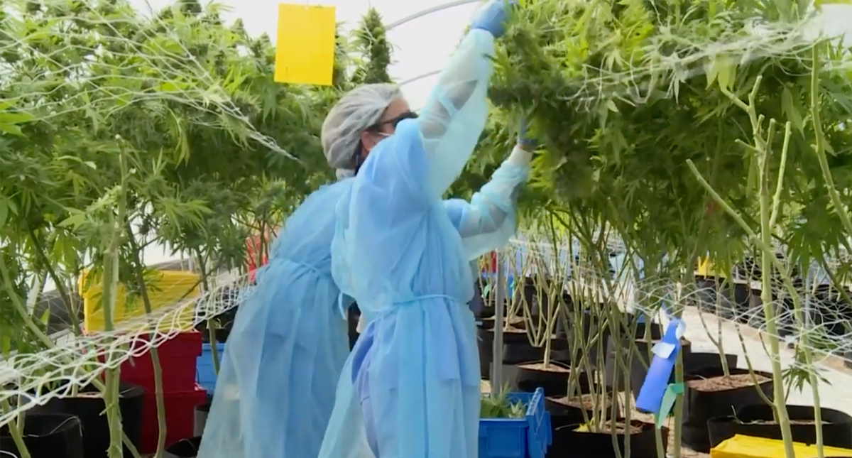 Primera exportación de mariguana medicinal uruguaya lista para despegar