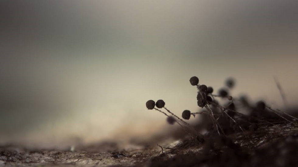 #RetoViral Adivine los objetos detrás de las fotografías - moho-de-pan-negro