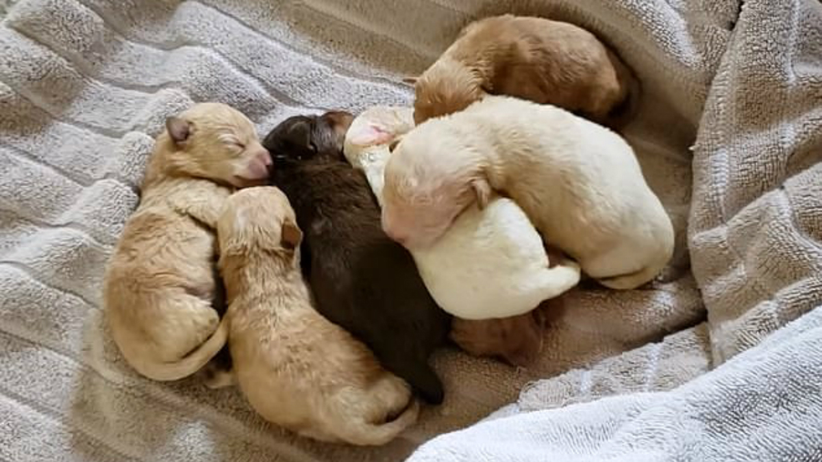 #Video Mujer tira cachorros en contenedor de basura