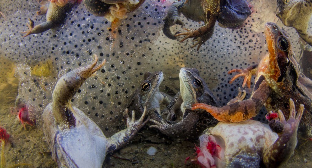 Los ganadores del World Press Photo 2019 - naturaleza