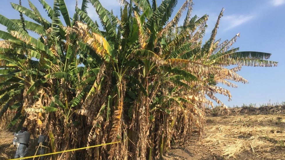 Hallan restos de al menos 10 personas en fosa clandestina en Nayarit